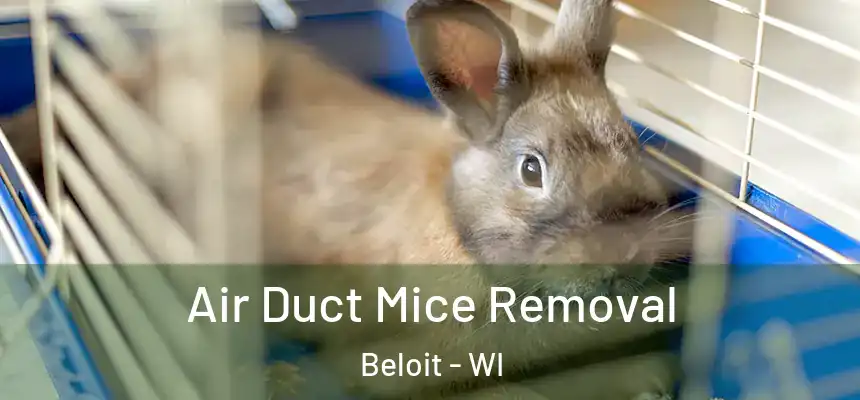  Air Duct Mice Removal Beloit - WI